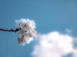 cherryblossom　青空と桜