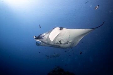 Poster - Reef manta ray swimming in the deep blue water