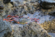 Eine rote Klippenkrabbe oder auch rote Felsenkrabbe auf einem Felsen am Meer.
