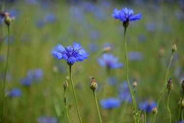 Poster - Kornblumen auf einer Wiese