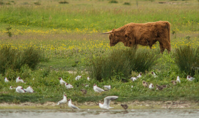 Wall Mural - Vache highland et mouettes dans les marais de Marquenterre au Crotoy, Somme, France