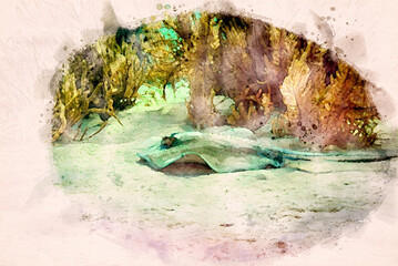 Wall Mural - Digitally created watercolor painting of Southern stingray Hypanus americanus swimming over the coral reef