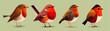 Robin birds collection - vector illustration
