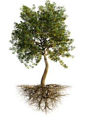 tree with roots, deciduous plant isolated on transparent background