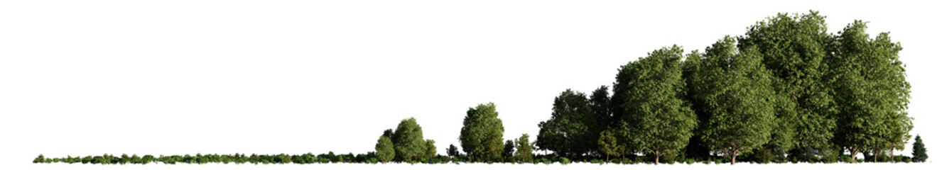 Wall Mural - small grove, trees and bushes in an open forest landscape, isolated on transparent background banner 
