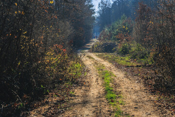 Sticker - Road in Popien Nature Reserve - a forest nature reserve in Jezow commune, Lodzkie Province, Poland