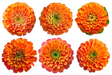 Assorted Orange Zinnia Flower Heads On Transparent PNG Background. Created With Generative AI.