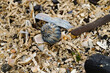 die Laichbälle Wellhornschnecke (Buccinum Undatum) findet man überall am Strand der Nordsee