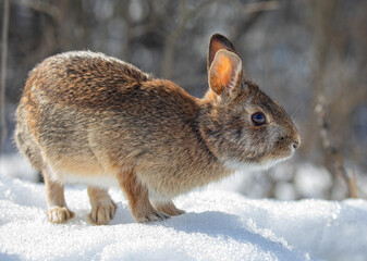 Wall Mural - Eastern cottontail rabbit sitting in a winter forest.
