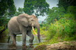 African forest elephant (Loxodonta cyclotis) and the Lekoli River. Odzala-Kokoua National Park. Cuvette-Ouest Region. Republic of the Congo