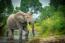African Forest Elephant (Loxodonta Cyclotis) And The Lekoli River. Odzala-Kokoua National Park. Cuvette-Ouest Region. Republic Of The Congo