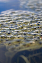 Wall Mural - Frog eggs with young on the surface.