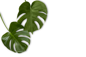 Two monstera leaves. Tropical plant foliage image. Isolated with white background and drop shadow. 