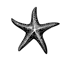 Sea star fish marine, illustration of a starfish