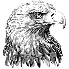 Hand Drawn Engraving Pen And Ink Eagle Head Vintage Vector Illustration