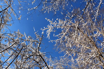 Tree branches covered with snow against a blue bright sky.	