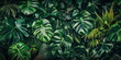 Tropische Blätter Hintergrund. Grüne Blätter der Fensterblatt (Monstera deliciosa) 
