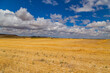 © Rui Vale de Sousa - view of a crop field in Spain