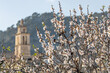 Blossoming almond trees in village Caimari with parish church Santa Maria, Majorca, Mallorca, Balearic Islands, Spain, Europe