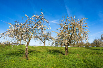 Blossoming cherry trees in Wiesbaden-Frauenstein/Germany in the Rheingau