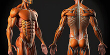 Male Muscular System Anatomy, Human Body - Generative AI