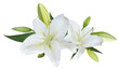 White Lily flower bouquet isolated on transparent background