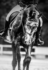 Wall Mural - A black and white portrait of a dappled gray horse with a rider in the saddle. Riding a horse. Equestrian sports and active classes.