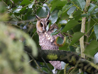 Wall Mural - long-eared owl