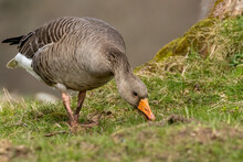 Greylag Goose In A Field Grazing On The Grass