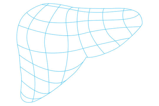 Digitally generated image of a liver 