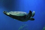 Fototapeta  - żółw morski
