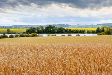 Wall Mural - Rural landscape with a wheat field by the river and a picturesque cloudy sky