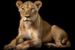 Beautiful lioness close-up, studio shot. AI generated, human enhanced