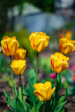 Fototapeta Dmuchawce - nice tulips in the garden