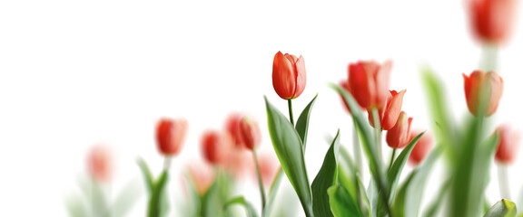 Wall Mural - Group of red beautiful tulips isolated on transparent background. Shallow depth of field. 3D render.