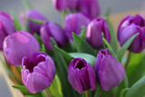 Fototapeta Tulipany - Soft focus. Purple tulips on natural background. Spring violet tulip flowers. Easter Mothers day or Valentine's day greeting card. Bunch of tulips. Birthday celebration concept. Tulip petals. Bouquet 