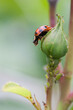 Ein Marienkäfer sitzt auf der Knospe einer Rose und frißt Blattläuse.