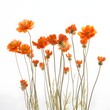 wild flowers with long stems on white background