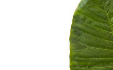 Poster - Patterned green leaf 