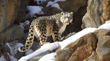 Roaming The Rocky Peaks: A Glimpse Of The Mysterious Snow Leopard Through Generative AI.