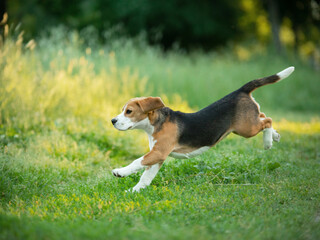 Wall Mural - cheerful puppy runs on the grass, field. little beagle in nature in summer