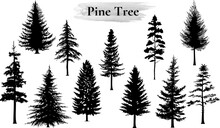 Pine tree vector illustration set. Black silhouette.