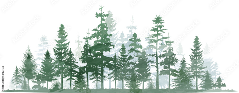 Forest trees watercolor vector illustration. Pine tree panorama view ...