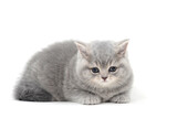 Fototapeta Koty - a purebred fluffy kitten lies on an isolated white background