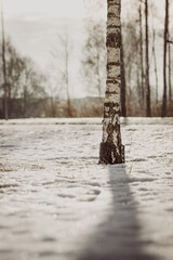 Wall Mural - snow in the forest