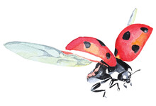 Ladybug With WatercolorIllustration Cute Red Bugs Spreading Wings.Big Ladybug Set.lovely Red Insect.