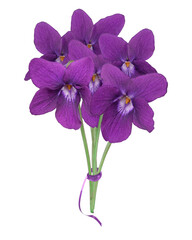 Poster - colored violet isolated in spring