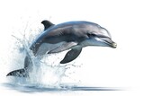 Fototapeta Kwiaty - dolphin jumping out of water