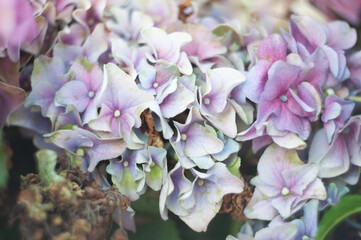 Wall Mural - close-up blooming hydrangea, spring, natural floral background, neutral delicate