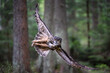 Great eagle owl lands in the woods on a stump.